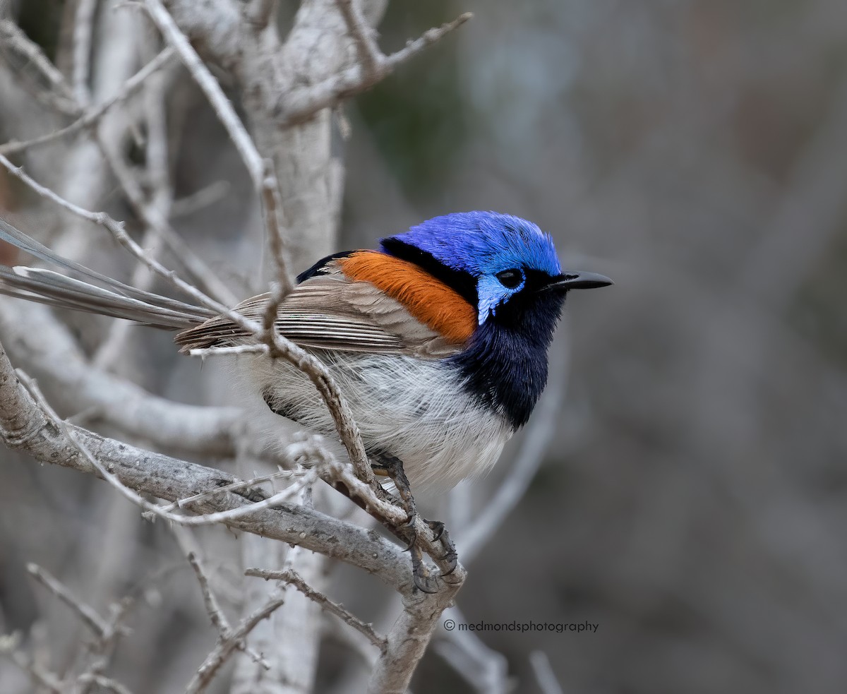 Blue-breasted Fairywren - ML500189681