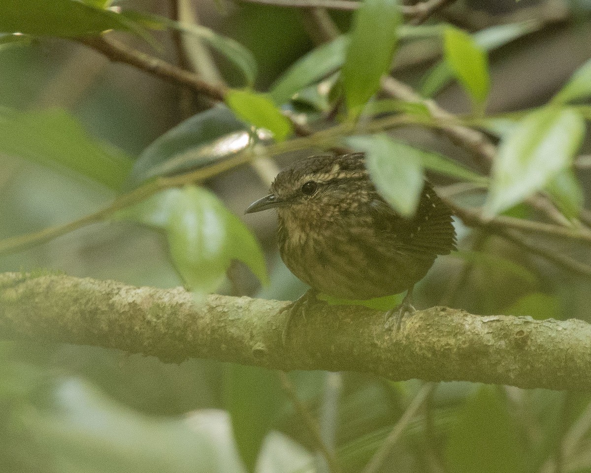 Eyebrowed Wren-Babbler - Paul Farrell