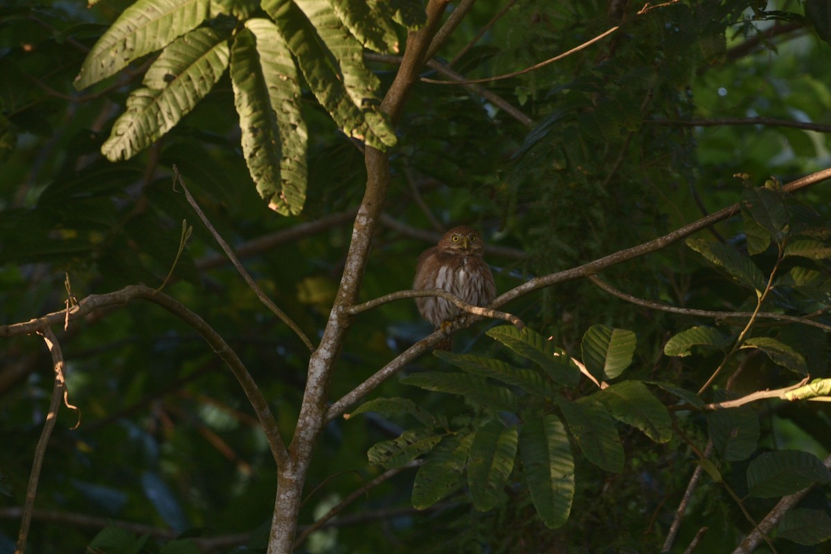 Ferruginous Pygmy-Owl - L.Vidal Prado Paniagua