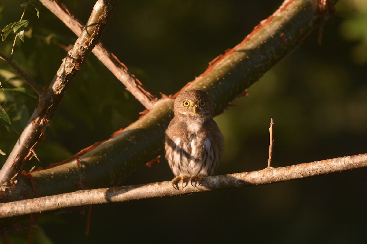 Ferruginous Pygmy-Owl - ML500190651