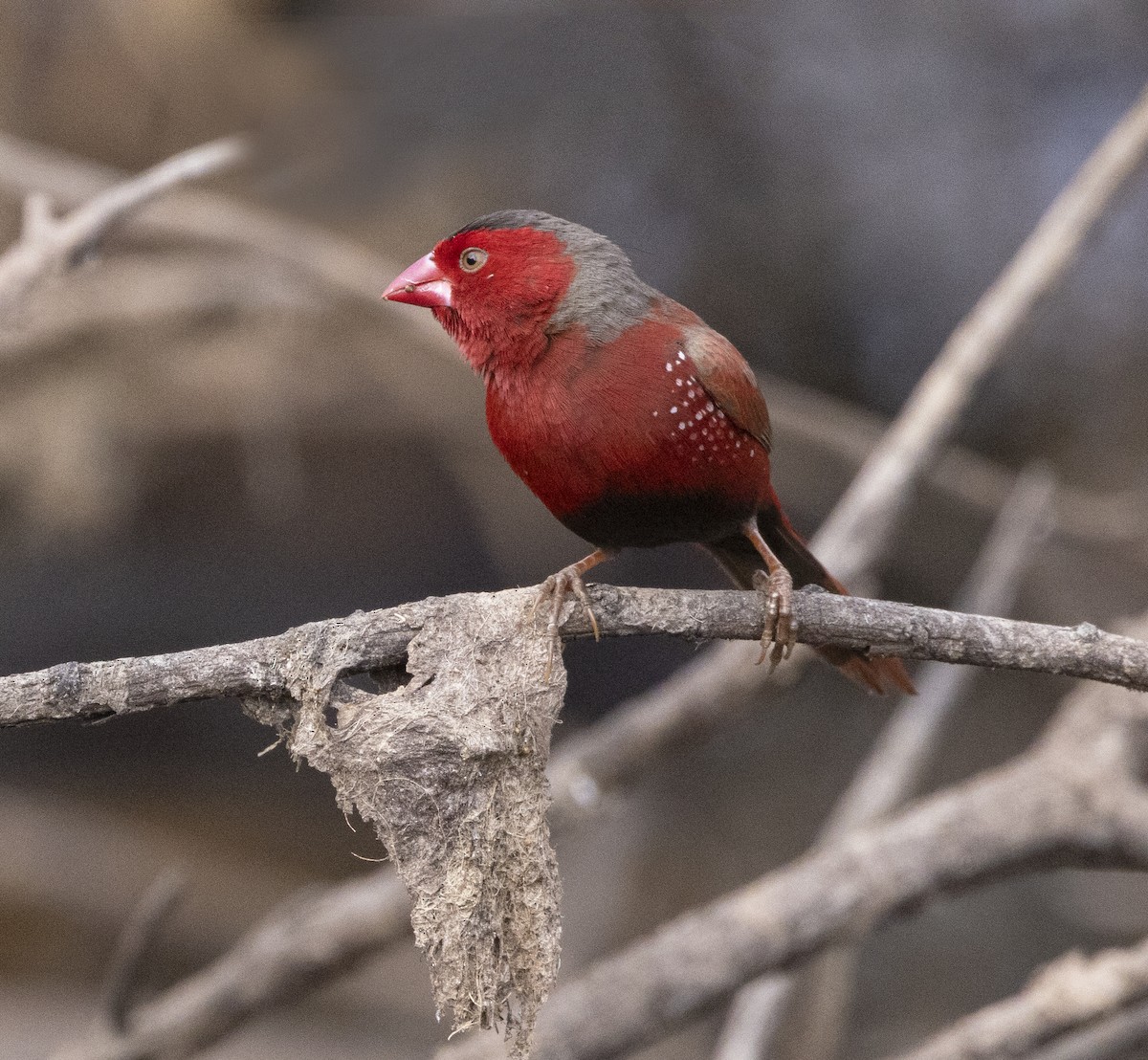 Crimson Finch - ML500191251