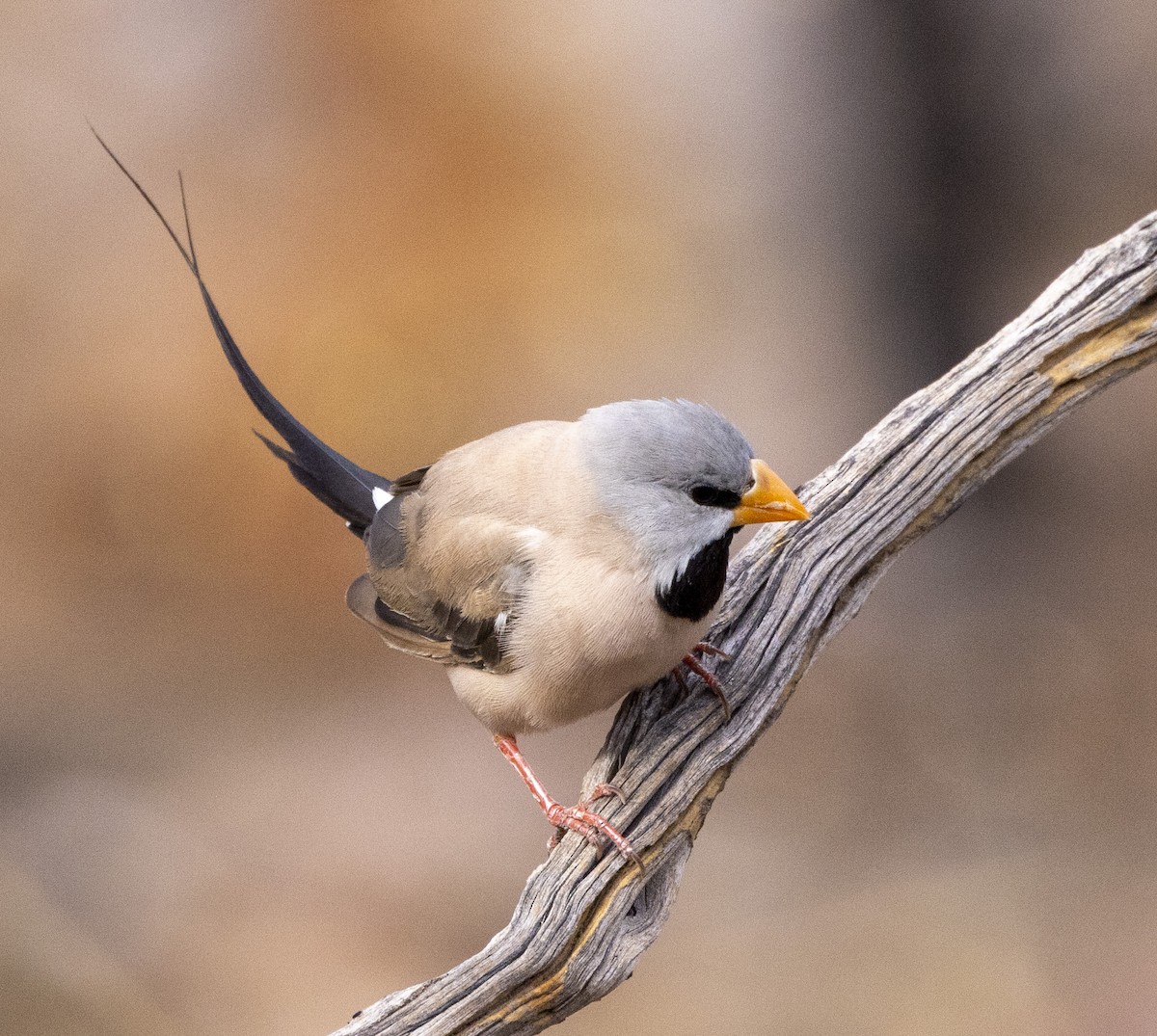 Long-tailed Finch - ML500191631