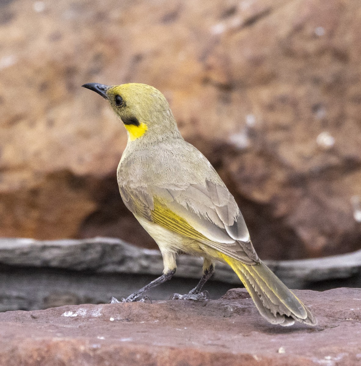 Yellow-tinted Honeyeater - ML500191811