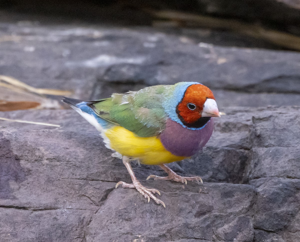 Gouldian Finch - ML500191901