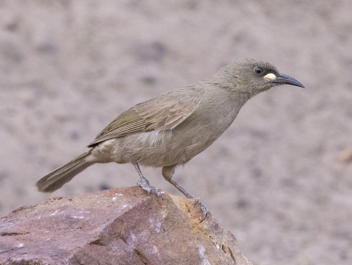 White-gaped Honeyeater - ML500192251