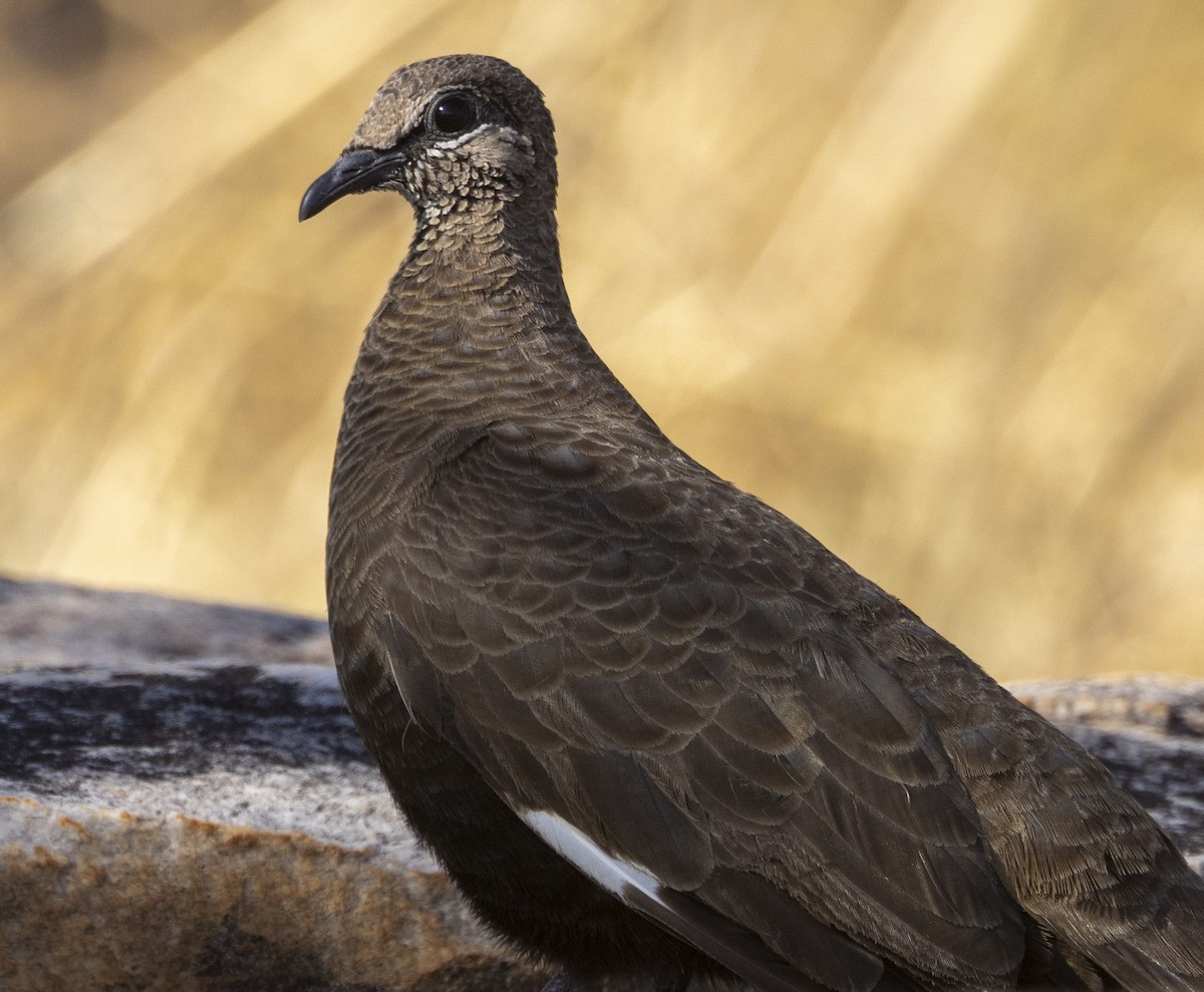 White-quilled Rock-Pigeon - ML500193841