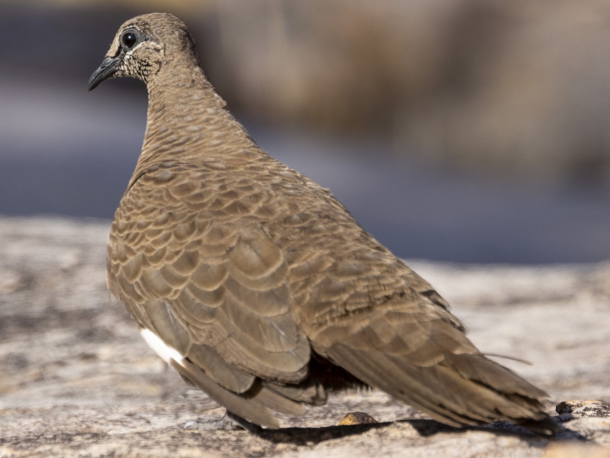 White-quilled Rock-Pigeon - ML500193861