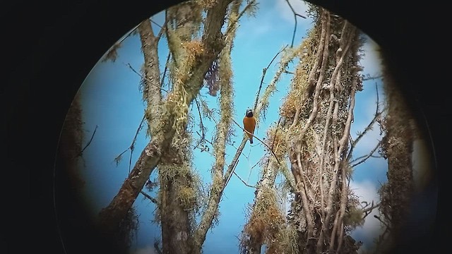 Golden-rumped Euphonia - ML500194051