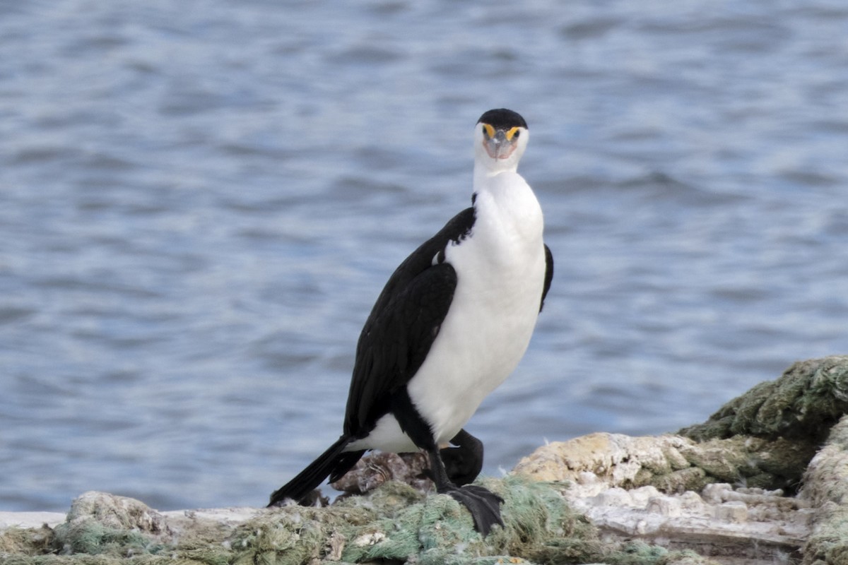 Pied Cormorant - ML500195411