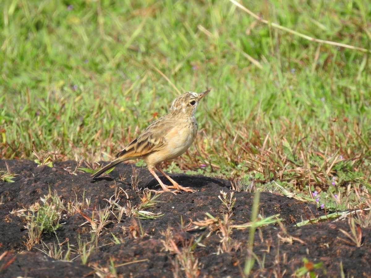 Western Yellow Wagtail - ML500195661