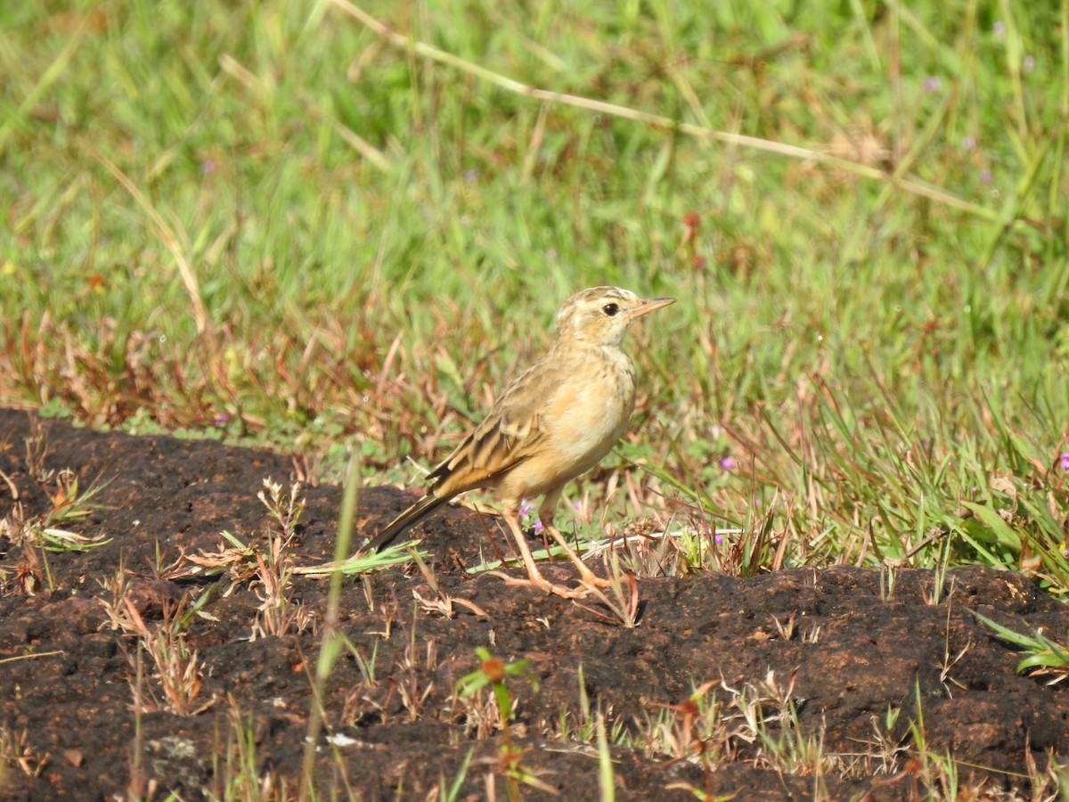 Western Yellow Wagtail - ML500195671