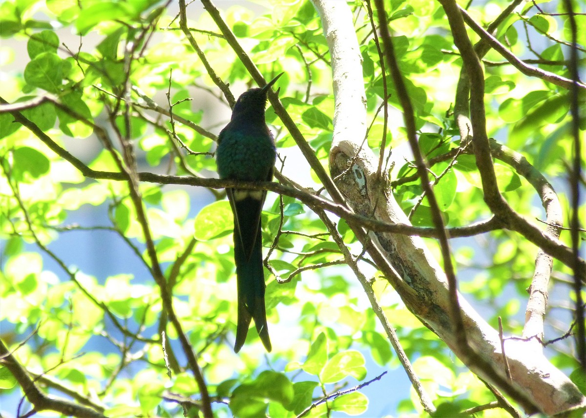 Swallow-tailed Hummingbird - ML500196081