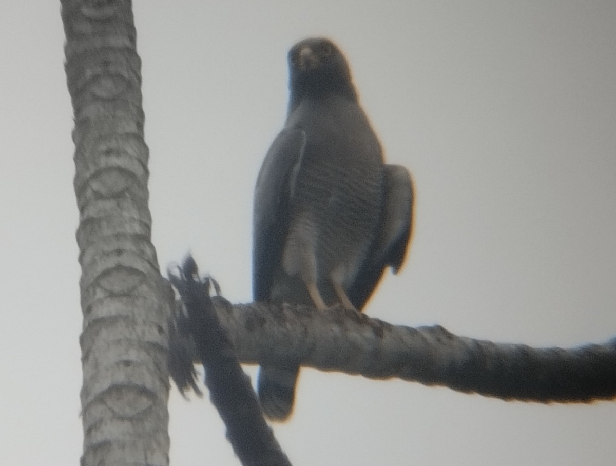 Roadside Hawk - ML500196121