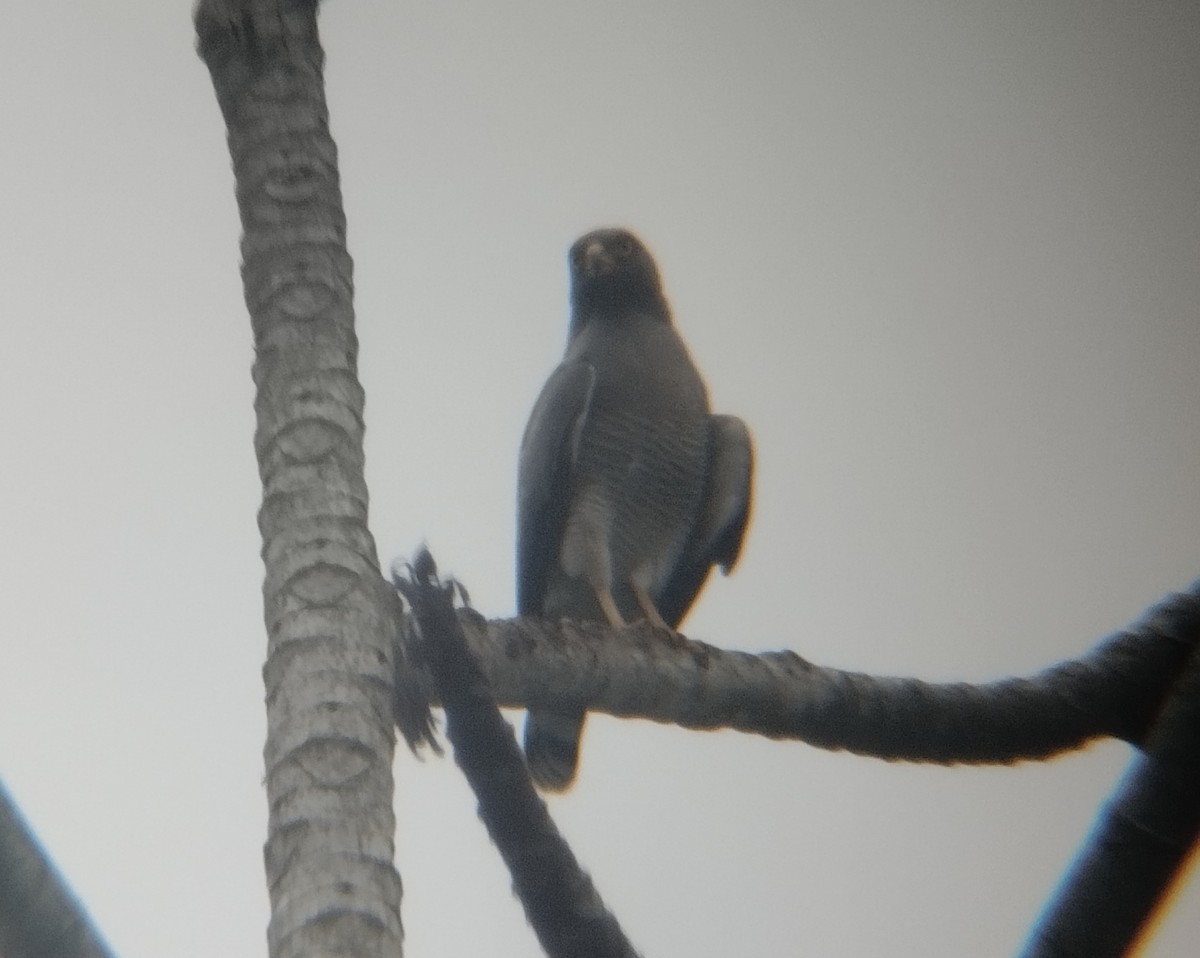 Roadside Hawk - ML500196131