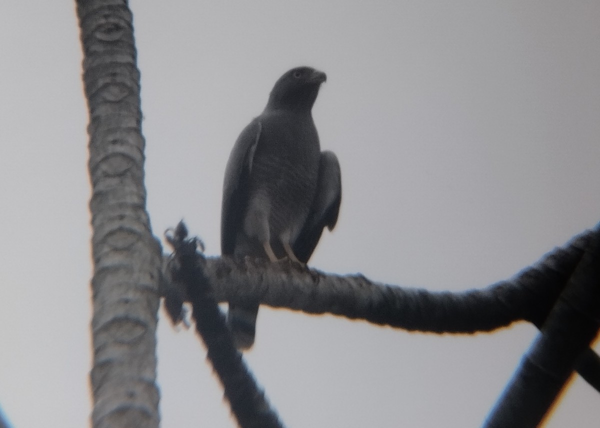 Roadside Hawk - ML500196141