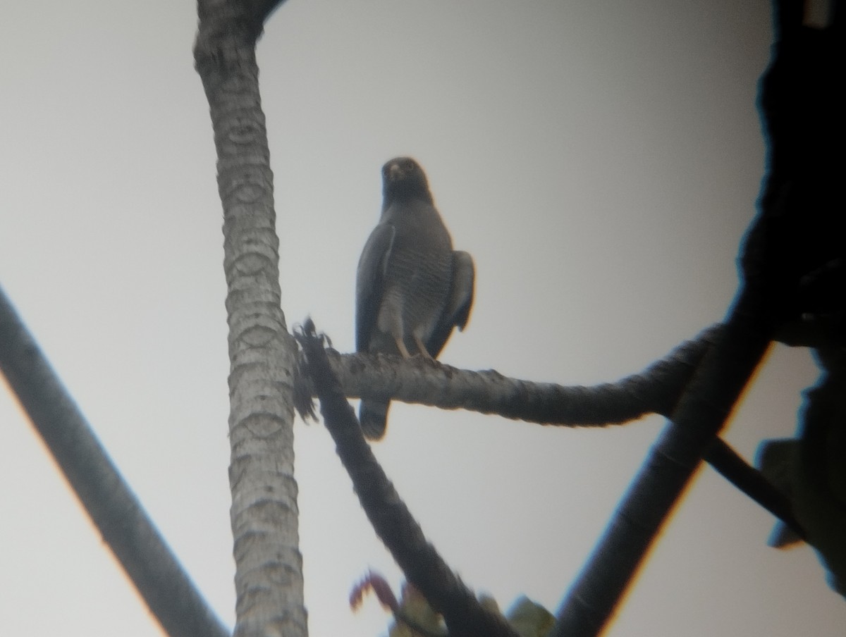 Roadside Hawk - ML500196151