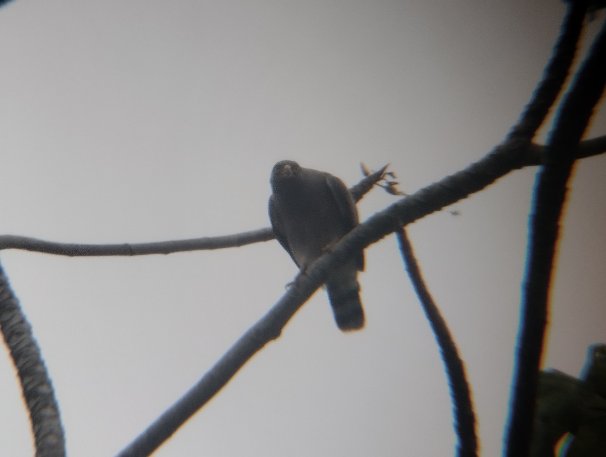 Roadside Hawk - ML500196161