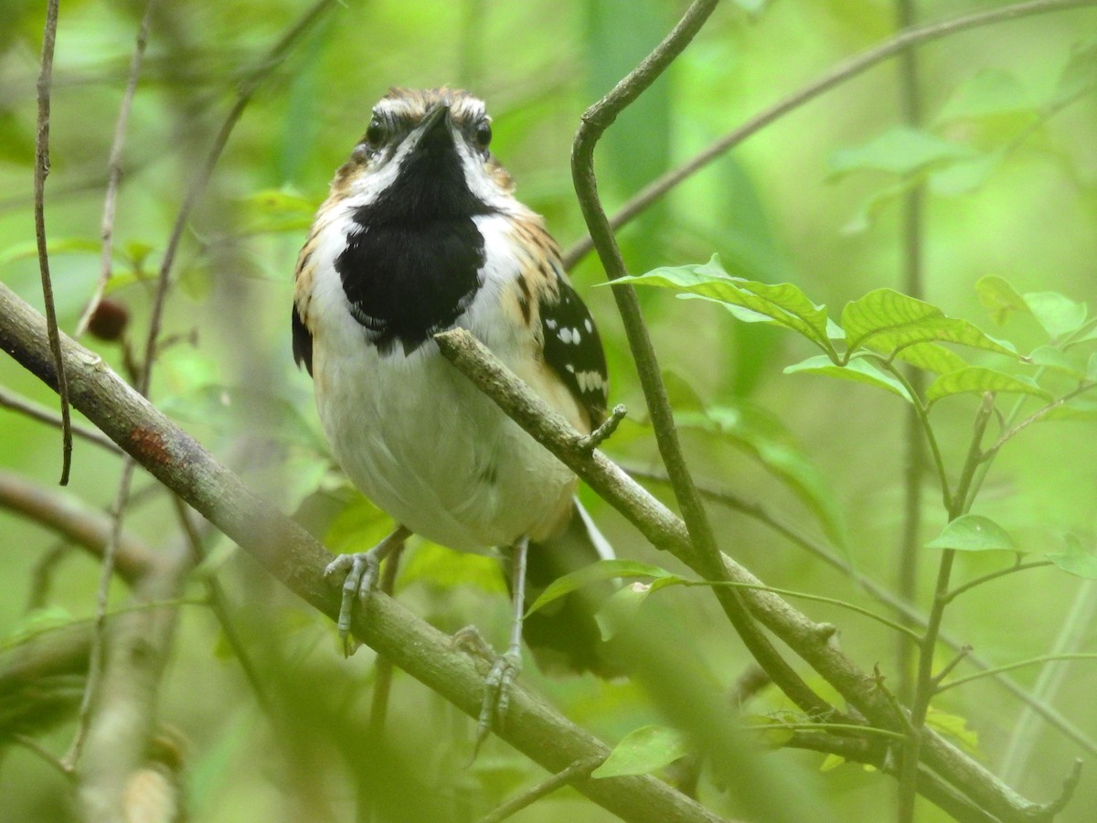 Stripe-backed Antbird - ML500196431