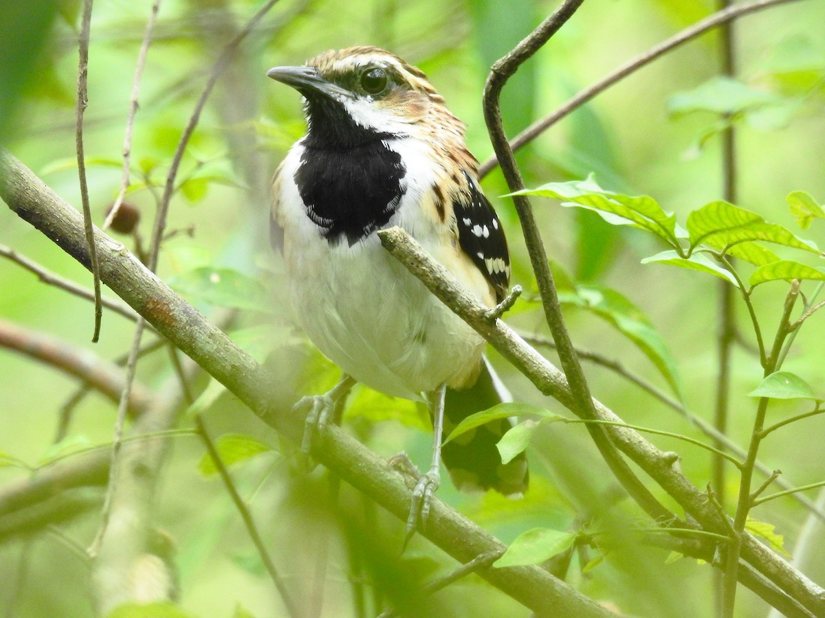 Stripe-backed Antbird - ML500196451