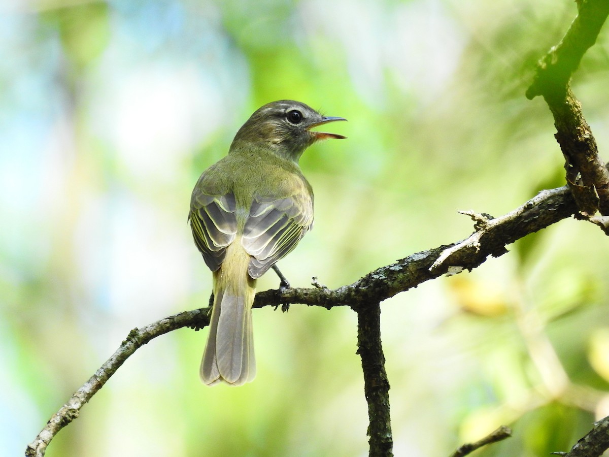 Greenish Elaenia - Cristian Torres