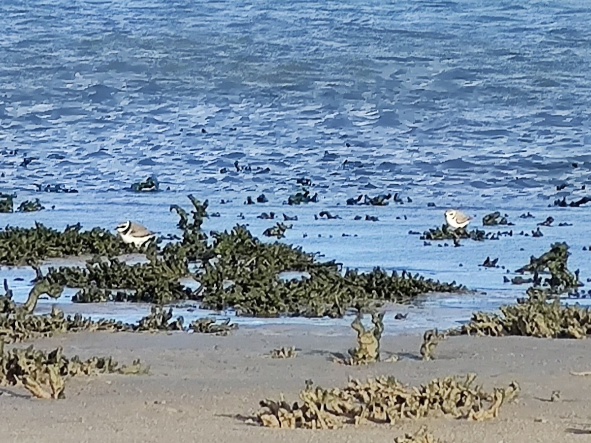 Kentish Plover - ML500196871