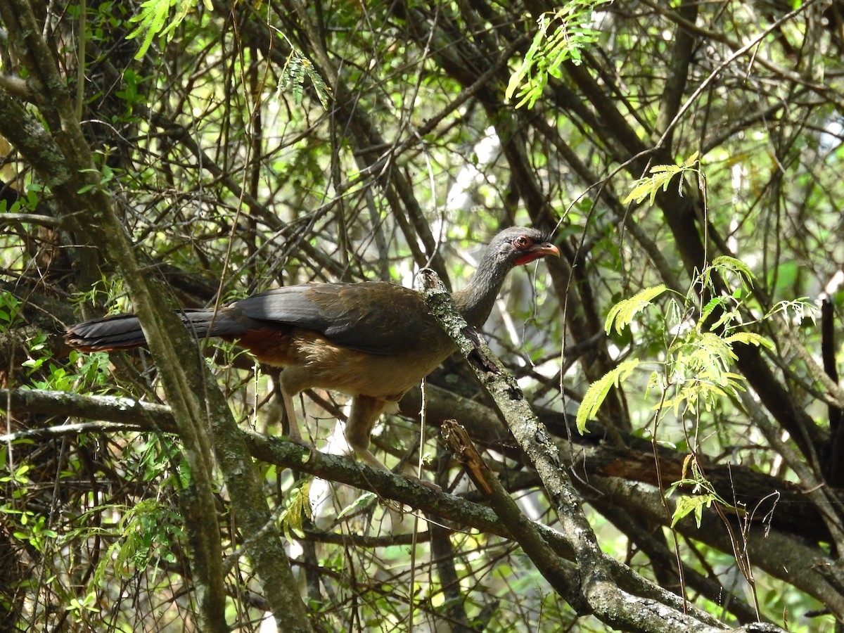 Chaco Chachalaca - ML500197461