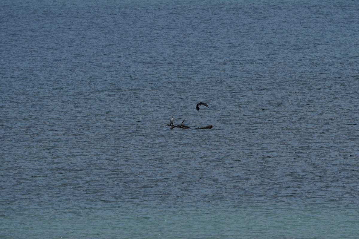 Pied Cormorant - ML500198101