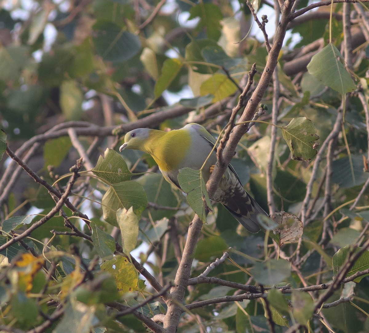 Yellow-footed Green-Pigeon - ML500198511