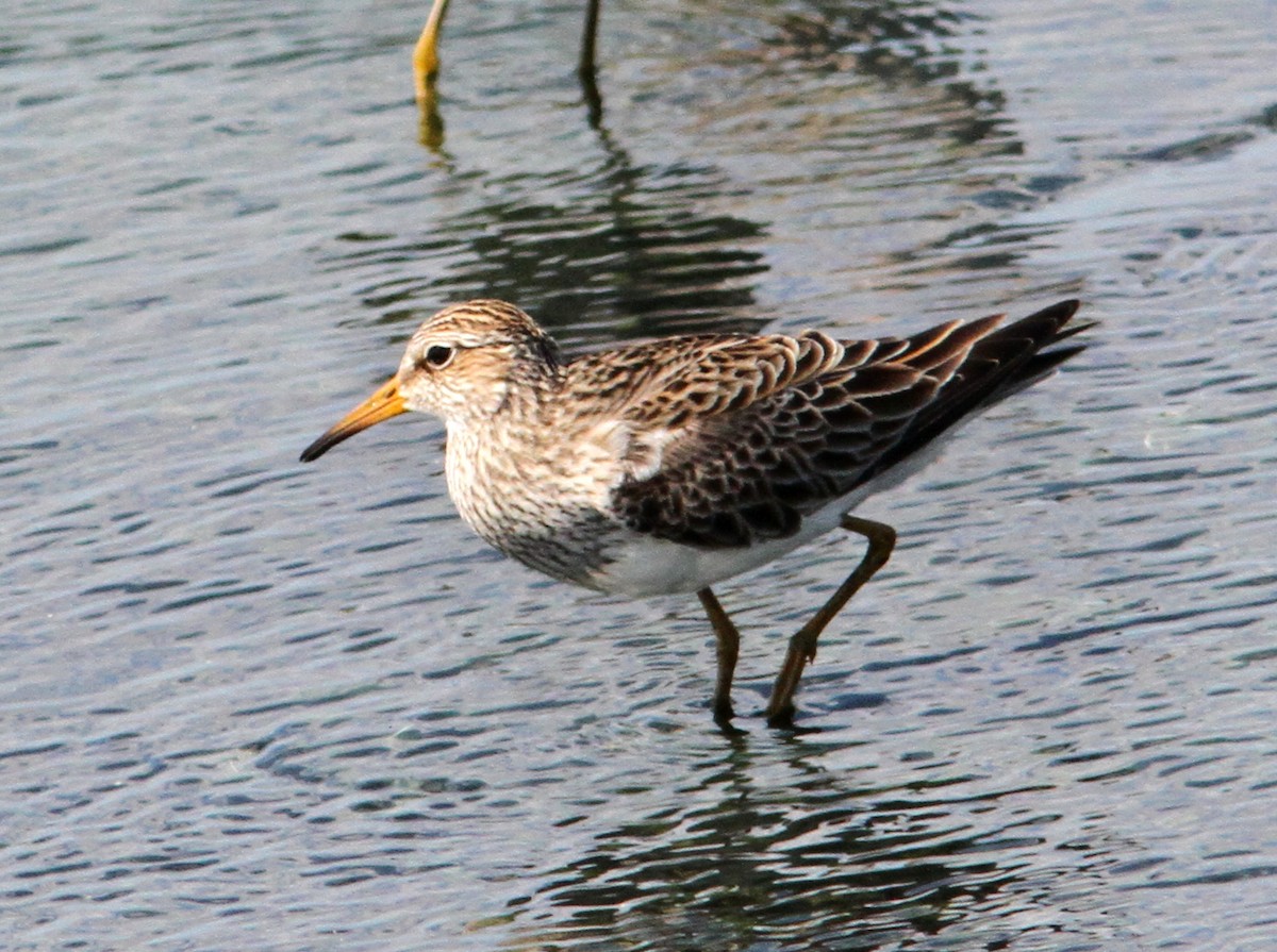 Pectoral Sandpiper - ML50019901