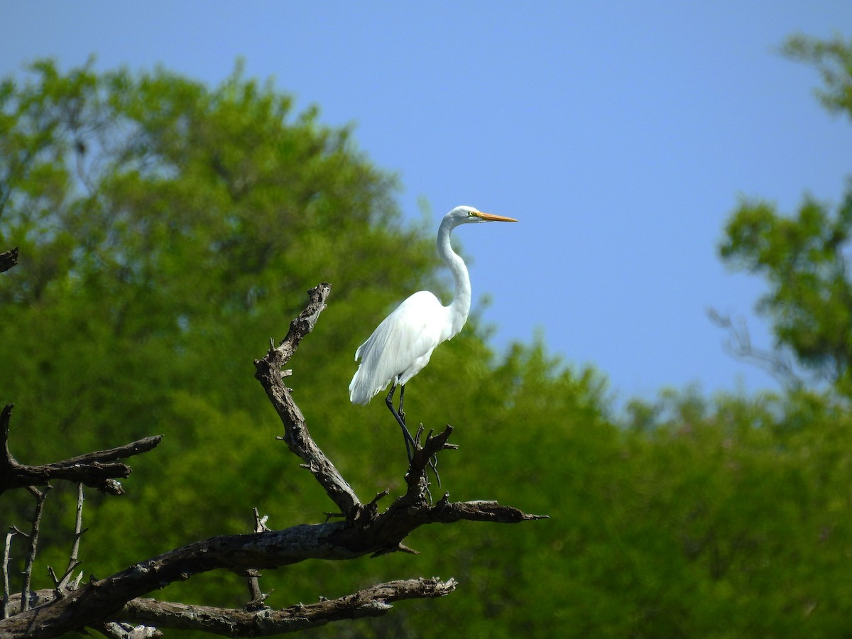 Great Egret - ML500199681