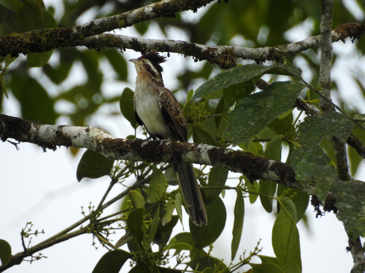 Striped Cuckoo - ML500200461