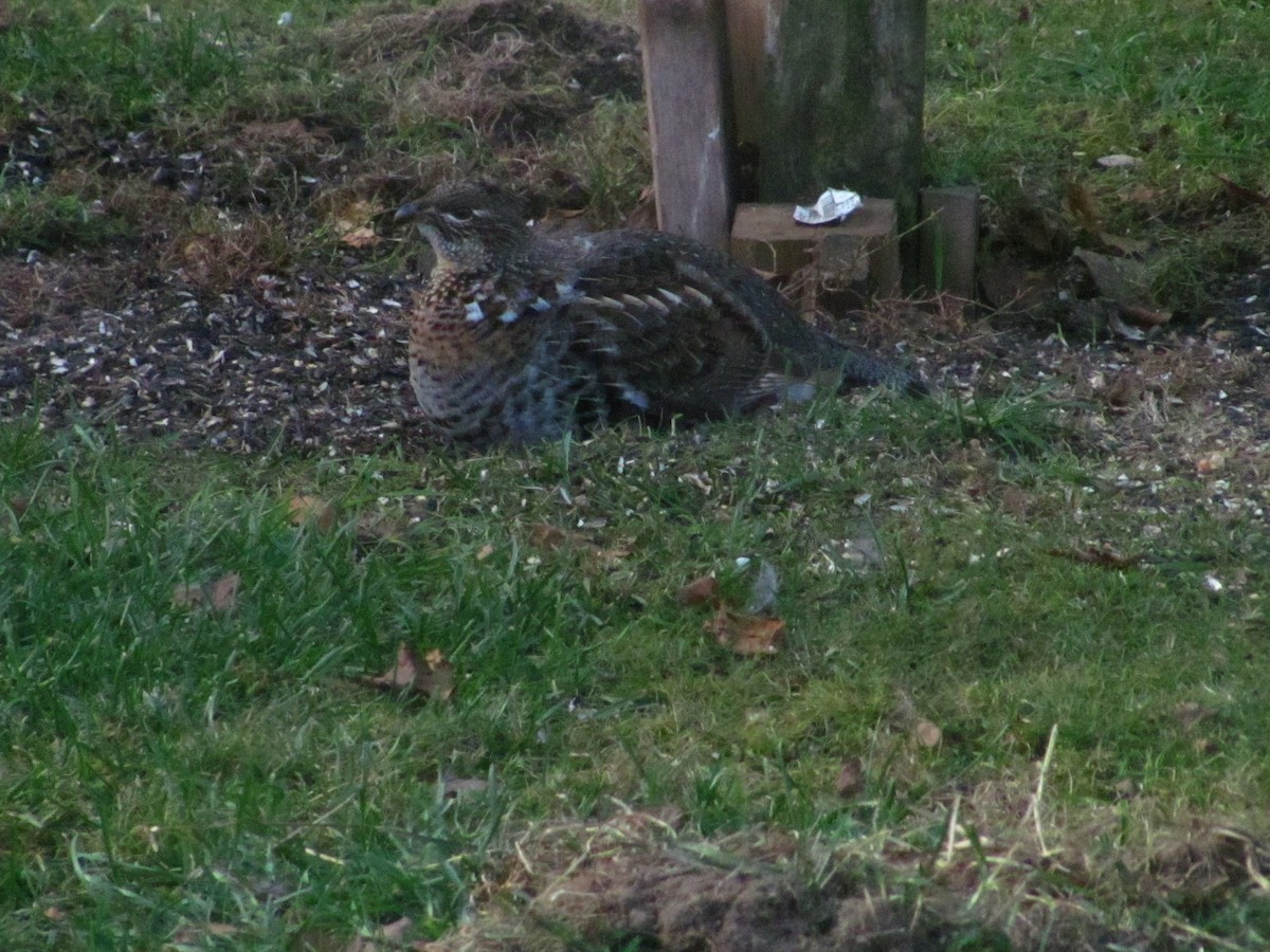 Ruffed Grouse - ML500201371