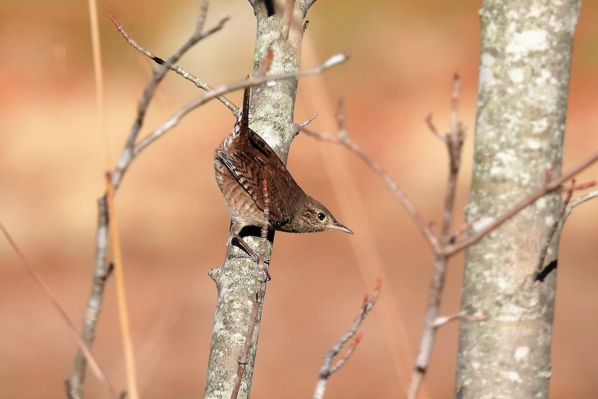 House Wren - S. K.  Jones