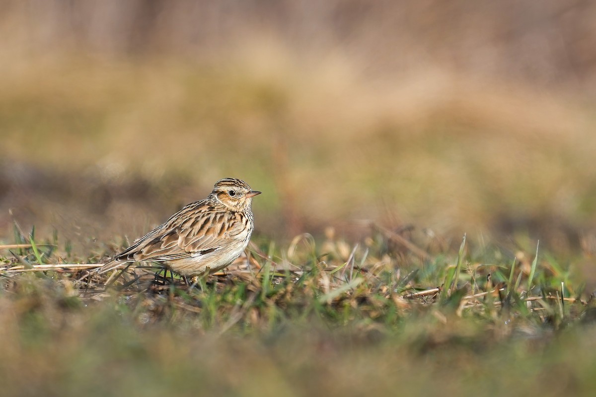 Wood Lark - ML500201941