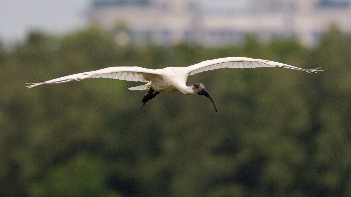 Black-headed Ibis - ML500202371