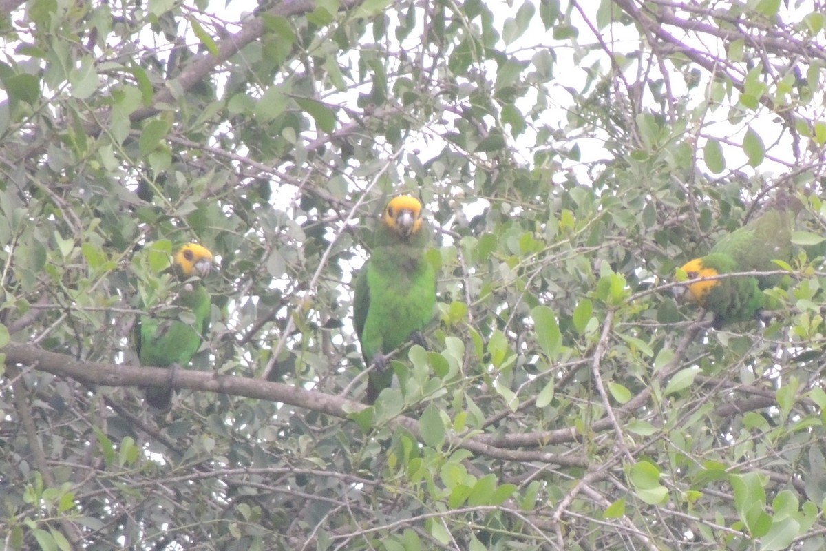 Yellow-fronted Parrot - ML500202391