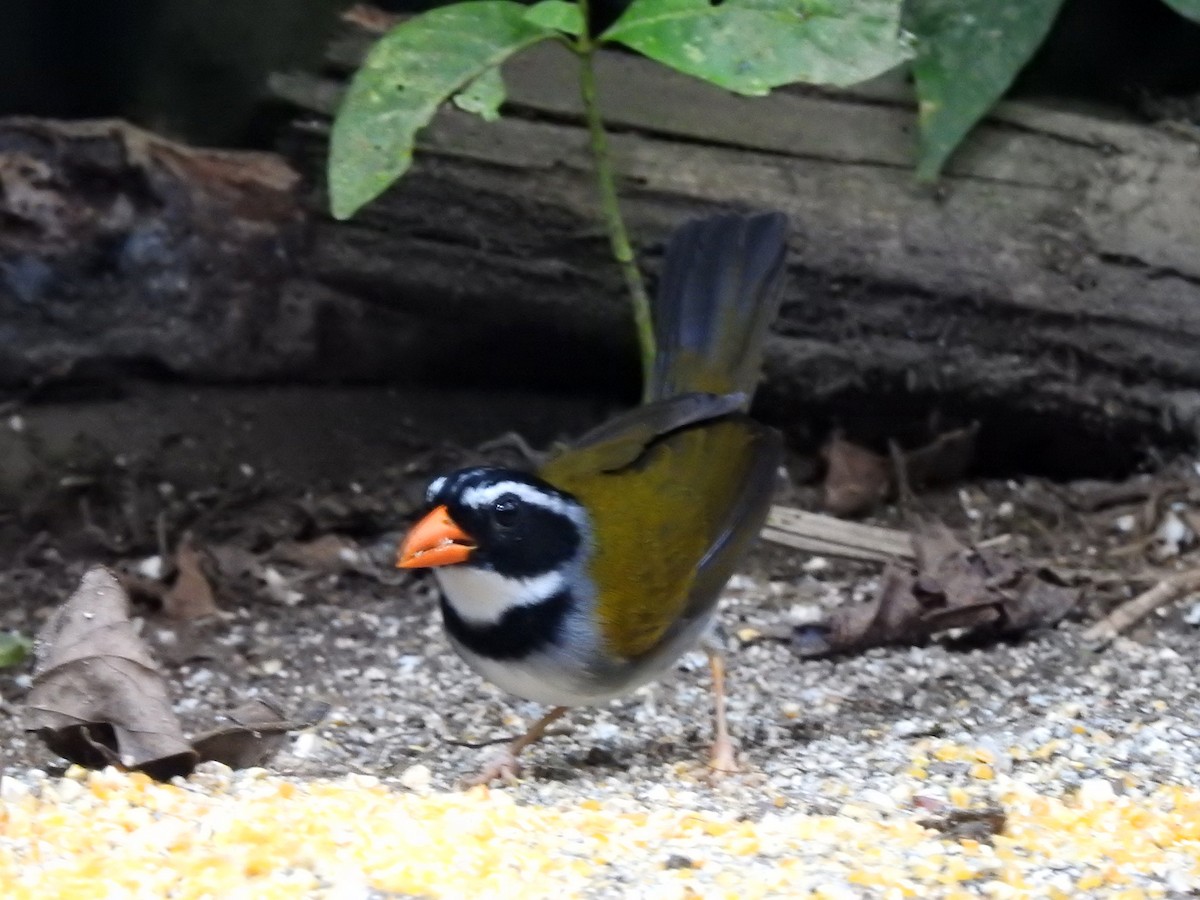 Orange-billed Sparrow (aurantiirostris Group) - ML500202411
