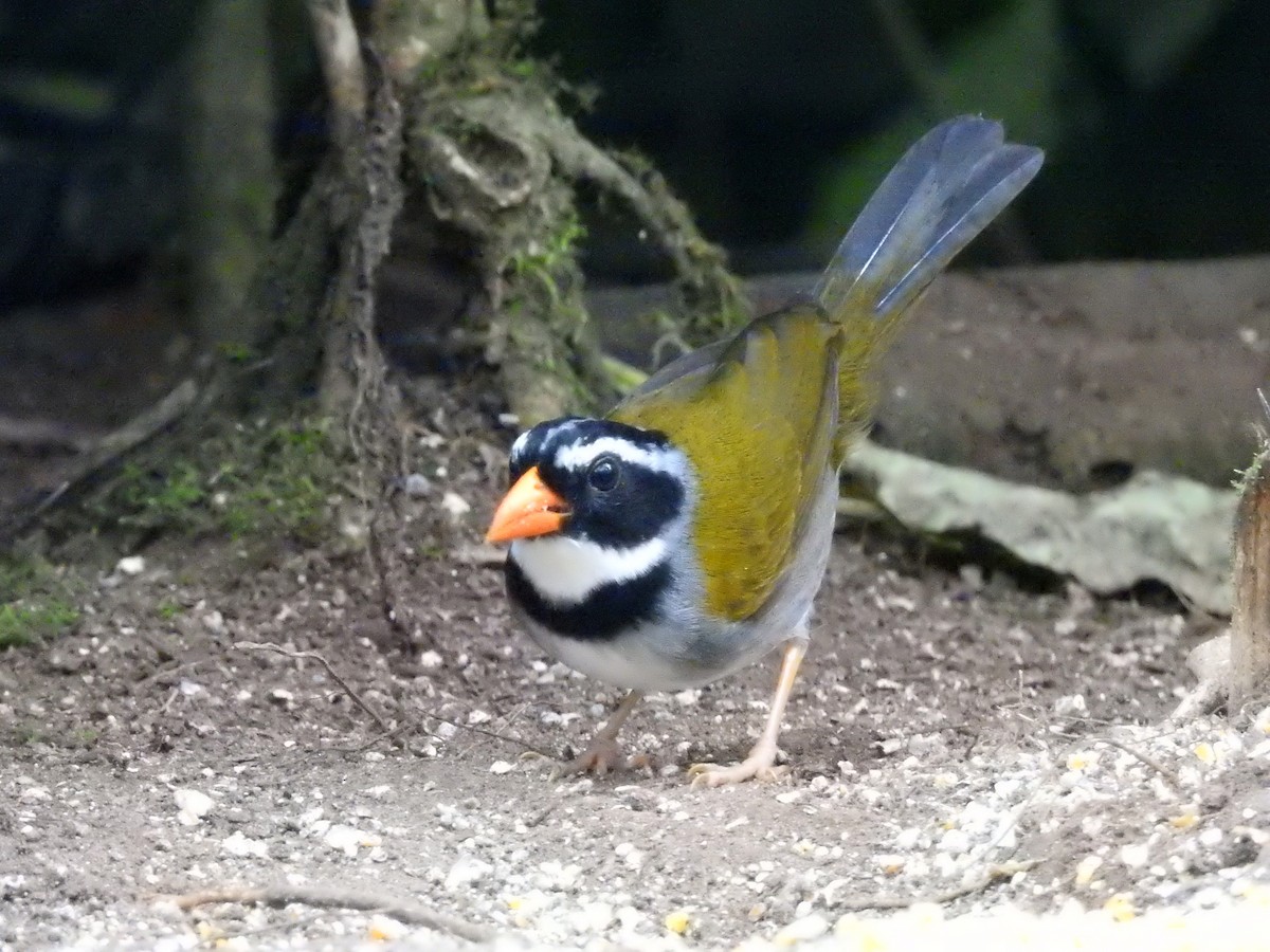 Orange-billed Sparrow (aurantiirostris Group) - ML500202431