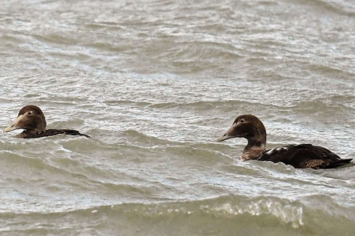 Common Eider - ML500202991