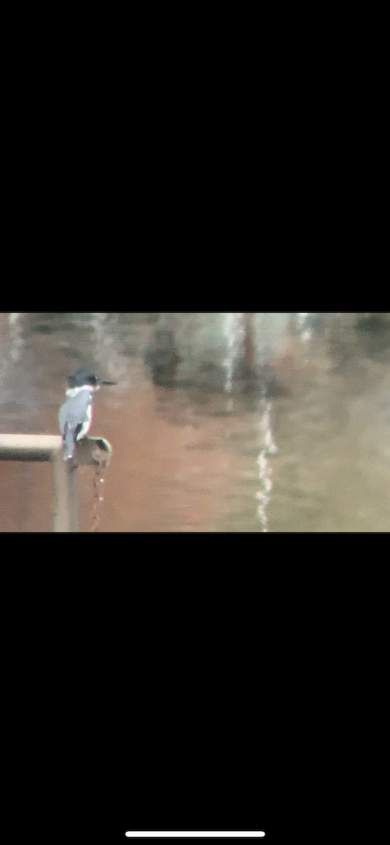 Belted Kingfisher - ML500203781