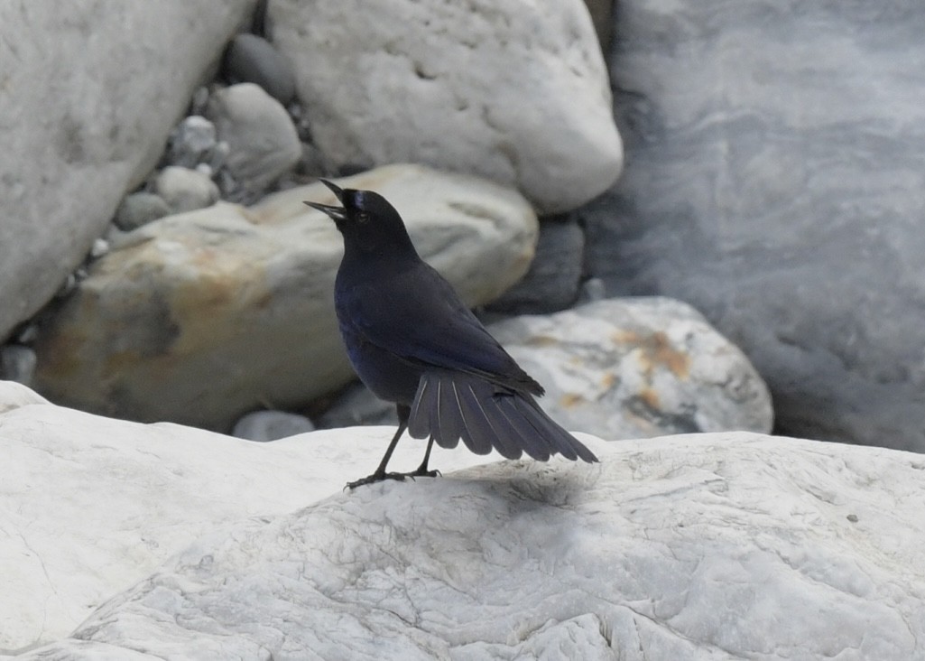 Тайваньская синяя птица - ML500204231