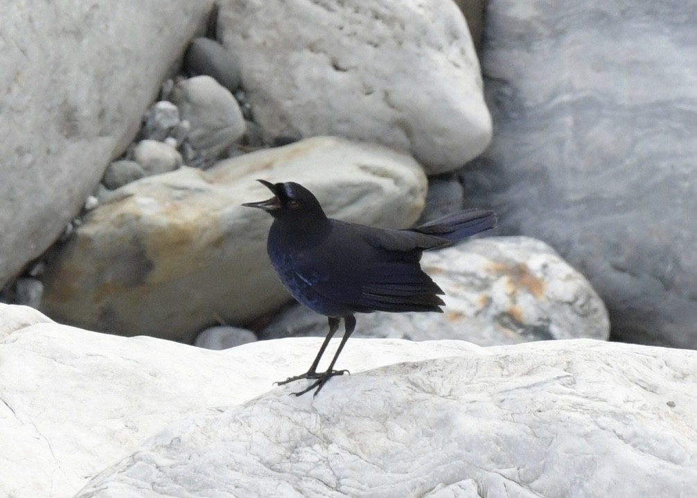 Тайваньская синяя птица - ML500204241