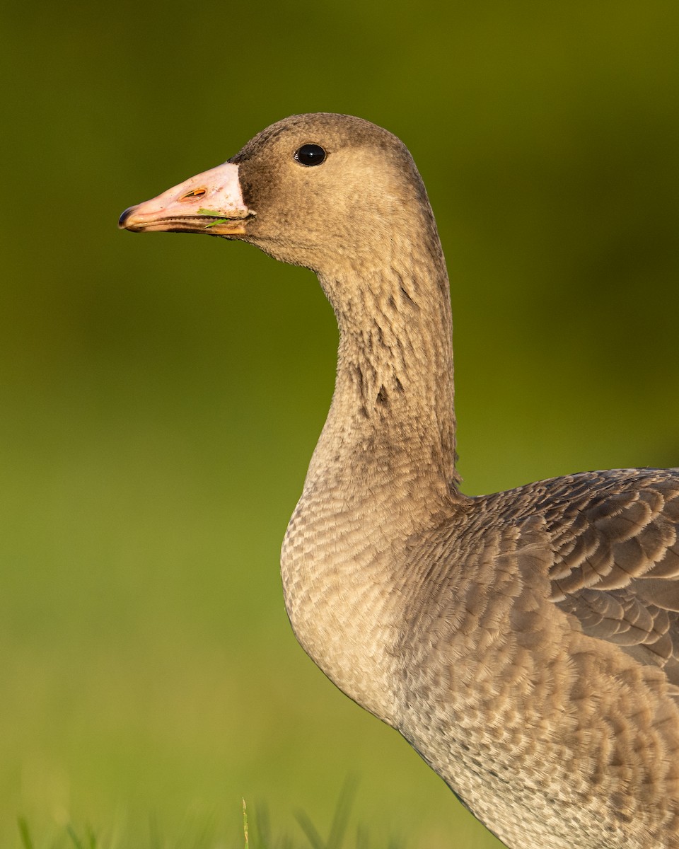 Greater White-fronted Goose - ML500204561