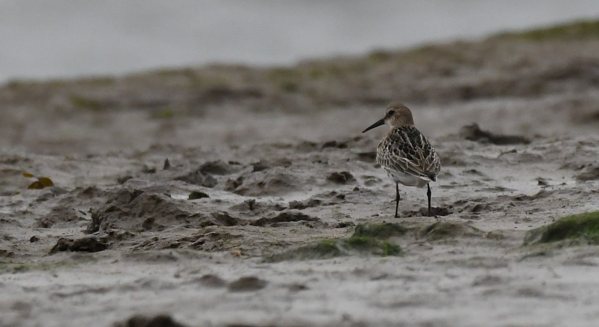 Dunlin - ML500205091