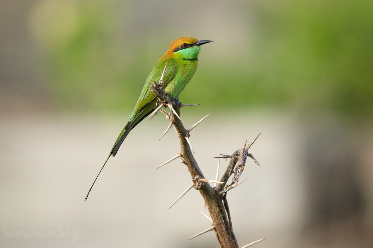 Asian Green Bee-eater - ML500207431