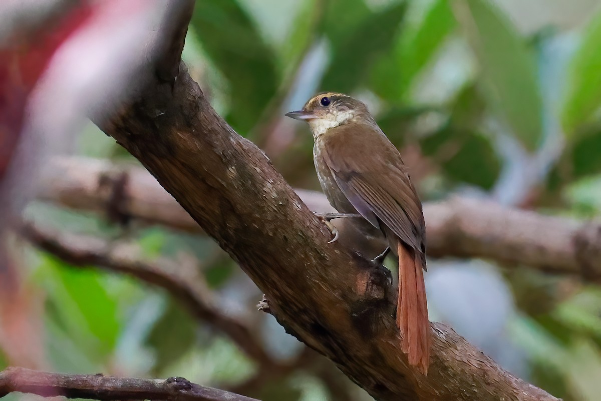 Buff-browed Foliage-gleaner - ML500207451