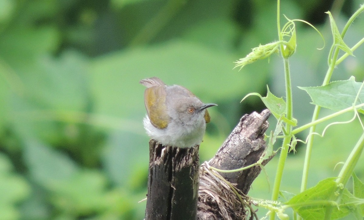 Green-backed Camaroptera (Gray-backed) - Peter Bono