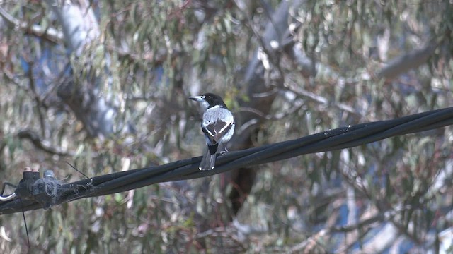 Gray Butcherbird - ML500208201