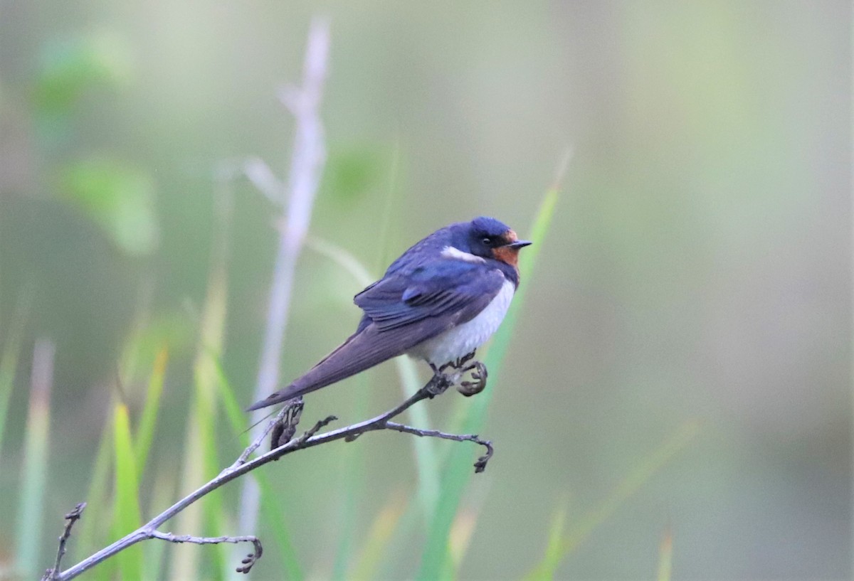 Barn Swallow - ML500210081