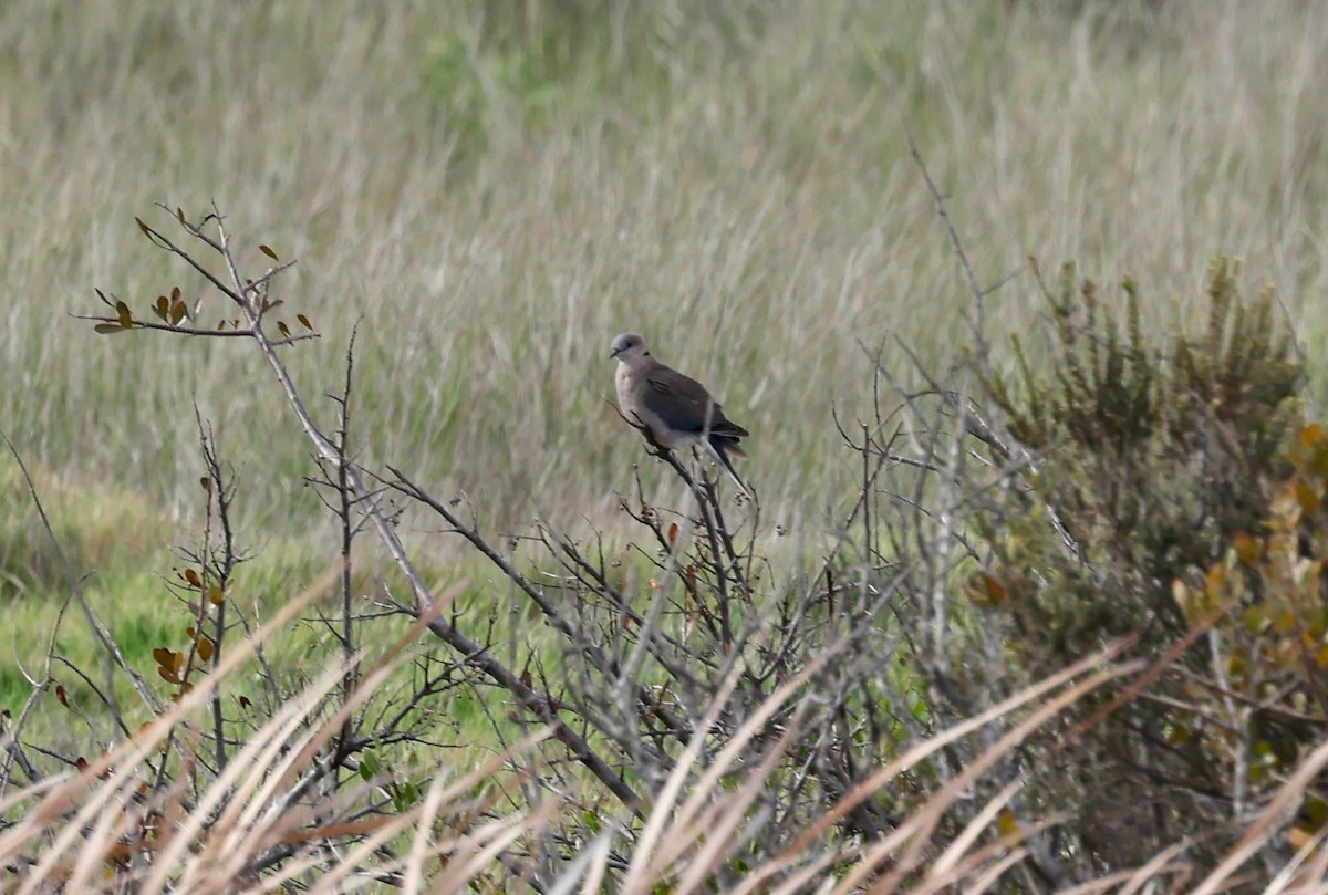 Ring-necked Dove - ML500210311